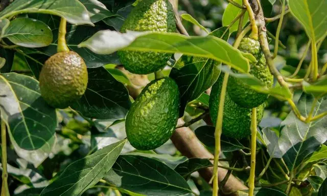 枝分かれが増えることでアボカドの幹が太く安定する成長図
