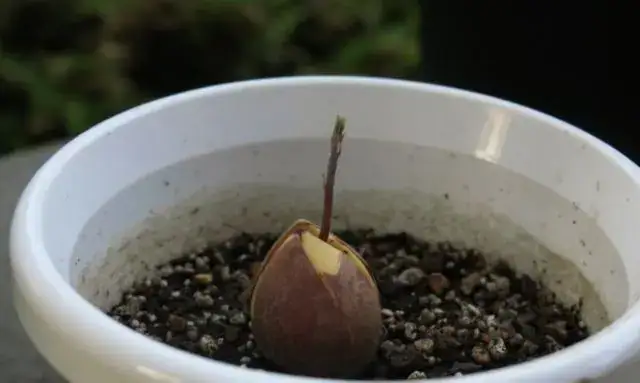 アボカドの種を土に植えて発芽を待っている初期段階の鉢植え栽培の様子