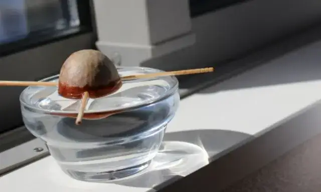 アボカドの種を水に浸して水耕栽培で発芽させている準備段階の様子