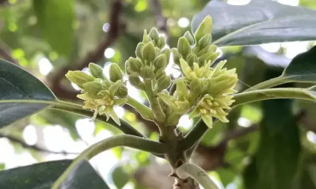 アボカドの木に小さな花が房状に咲いている開花時期の様子