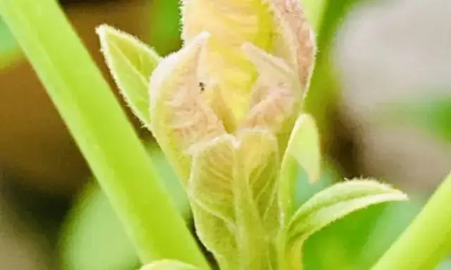 アボカドの花が咲き始めた直後の様子を近くで撮影した開花初期の状態