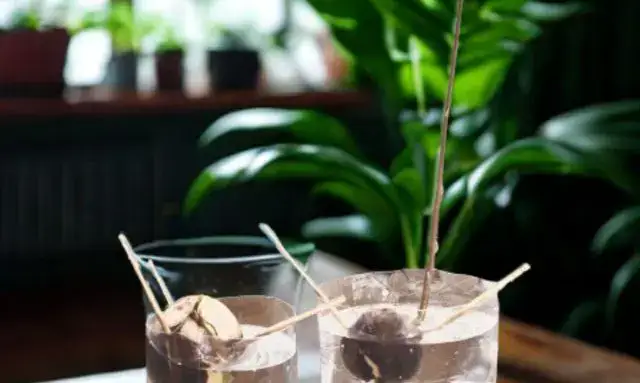 アボカドを種から水耕栽培で発芽させ室内で管理している初期育成の様子