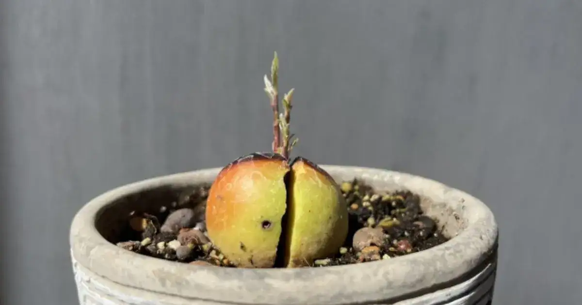 アボカドを種から育てた発芽直後の苗を鉢植えで管理している様子