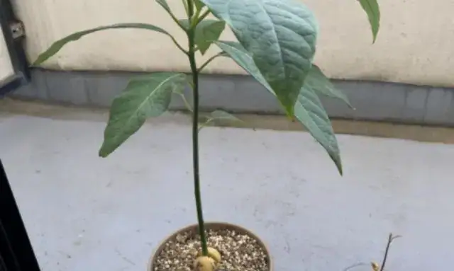 鉢植えで育てている成長途中のアボカドの若い苗