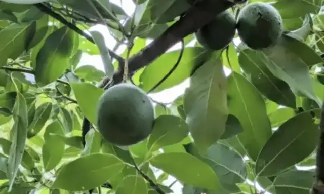 木に実がついて成長しているアボカドの果実の様子