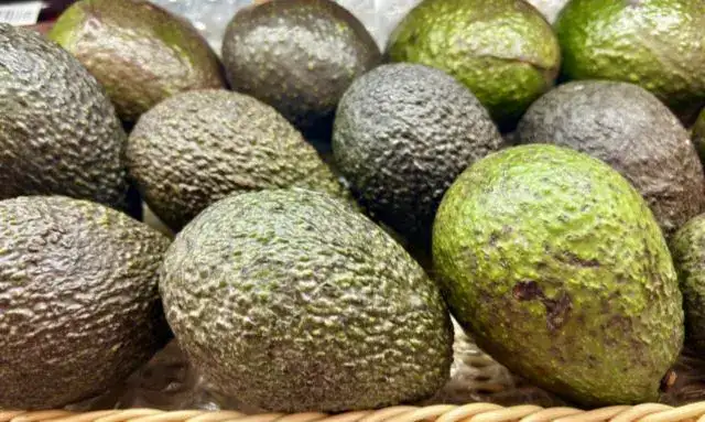 複数のアボカド果実が並んでいる収穫後の状態