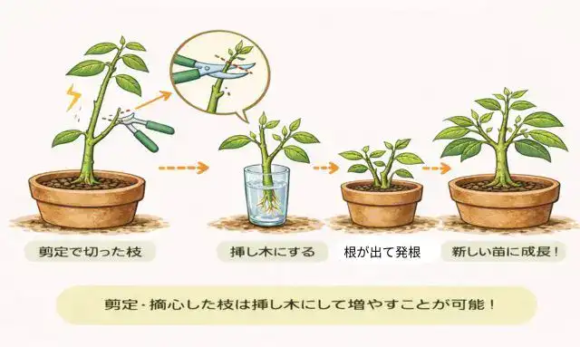 アボカドの剪定枝を使った挿し木と発根の流れ