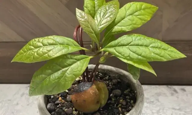 室内で育てているアボカドの苗と発芽した種の様子