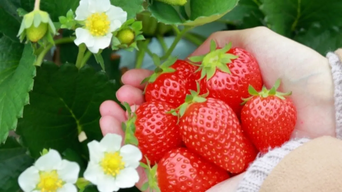 北海道の家庭菜園で育った赤く熟したいちごの収穫イメージ
