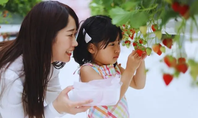 家庭菜園で育ったいちごを親子で収穫している様子
