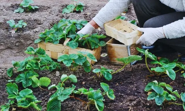 家庭菜園でいちご苗を植え付ける前の土づくり作業の様子