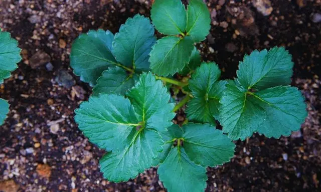 家庭菜園で育てているいちご苗の生育初期の葉の様子