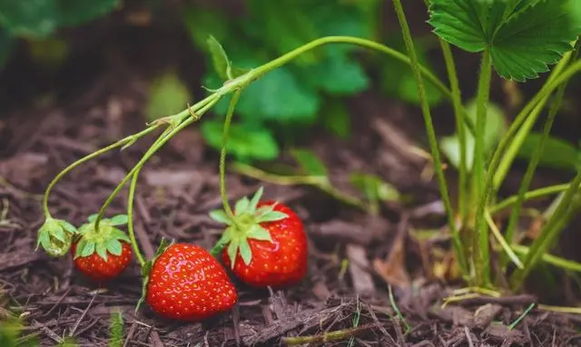 家庭菜園で育てたいちごが株元で赤く色づき始めた様子