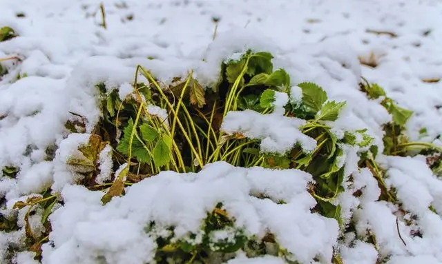 雪に覆われた状態で冬越ししている北海道のいちご株の様子