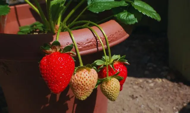 プランターで育てたいちごが赤く色づき実をつけている様子