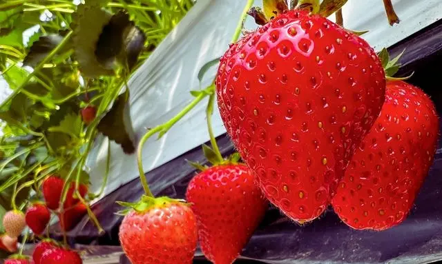 家庭菜園で育てたいちごが株元で赤く色づき始めた様子