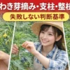 トマトのわき芽摘み・支柱立て・整枝を正しく行っている様子