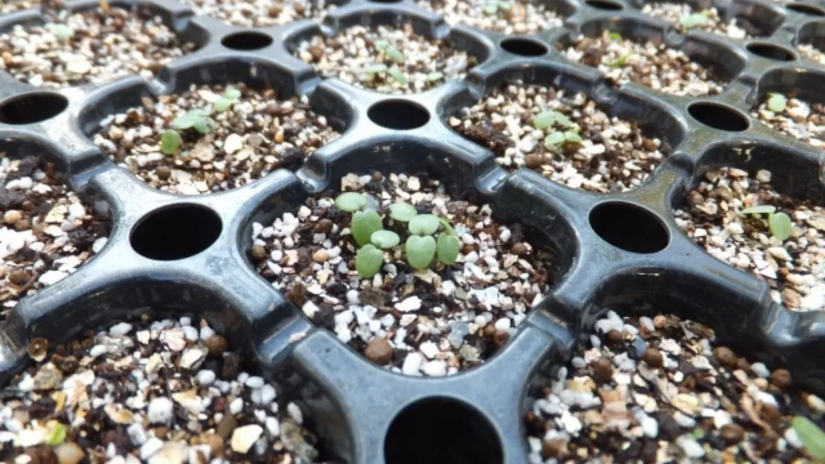 ビオラを種から育てるためにセルトレーで発芽管理している苗の様子