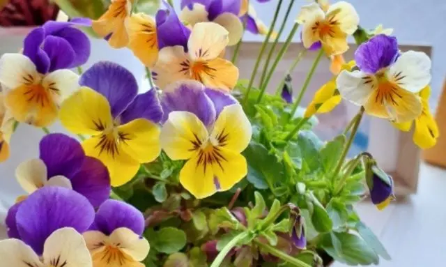 種から育てたビオラが開花し色とりどりの花を咲かせている様子