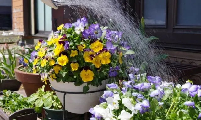 種から育てたビオラを鉢植えで管理し花がまとまって咲いている状態