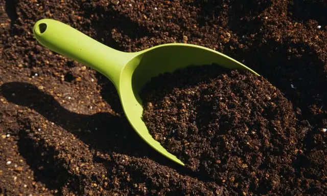 ビオラを種から育てるために用土を整え種まき準備をしている作業風景