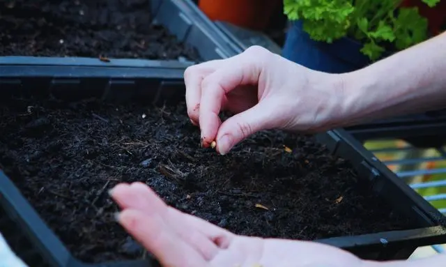 ビオラを種から育てるために用土へ手作業で種まきしている工程