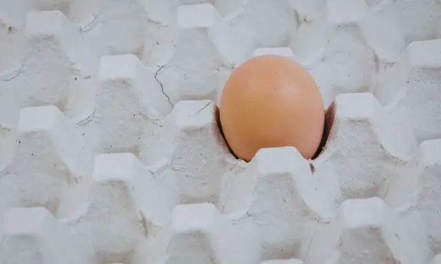 ビオラを種から育てるために卵パックを使って種まき準備をしている様子