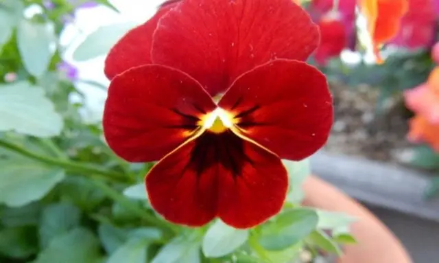 種から育てたビオラが開花し赤い花を咲かせている状態