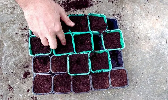 ビオラを種から育てるためにセルトレーへ用土を入れて準備している作業工程