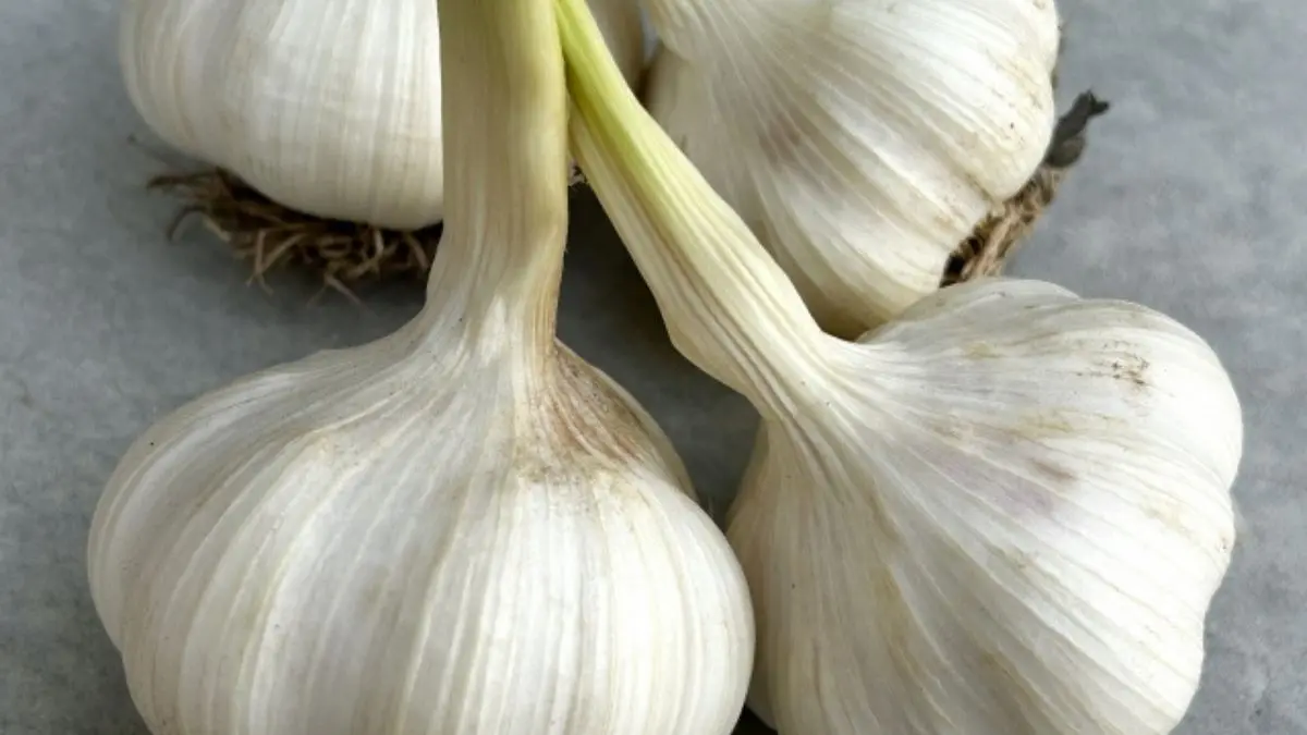 にんにくを収穫後すぐ食べるための掘りたて生にんにくの状態