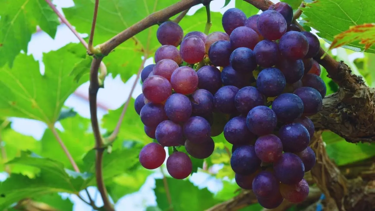 ぶどうの実と葉の様子｜種から育てるぶどうの生育イメージ