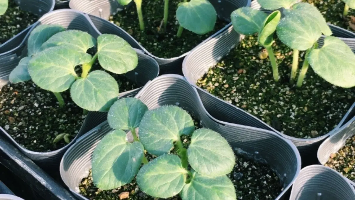 オクラの苗が小さいまま成長せず、葉が広がっているプランター栽培の様子