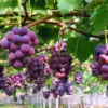 家庭菜園で育てたぶどうピオーネが房になって実っている様子