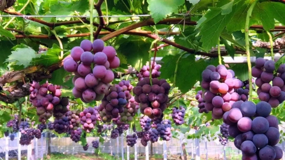 家庭菜園で育てたぶどうピオーネが房になって実っている様子
