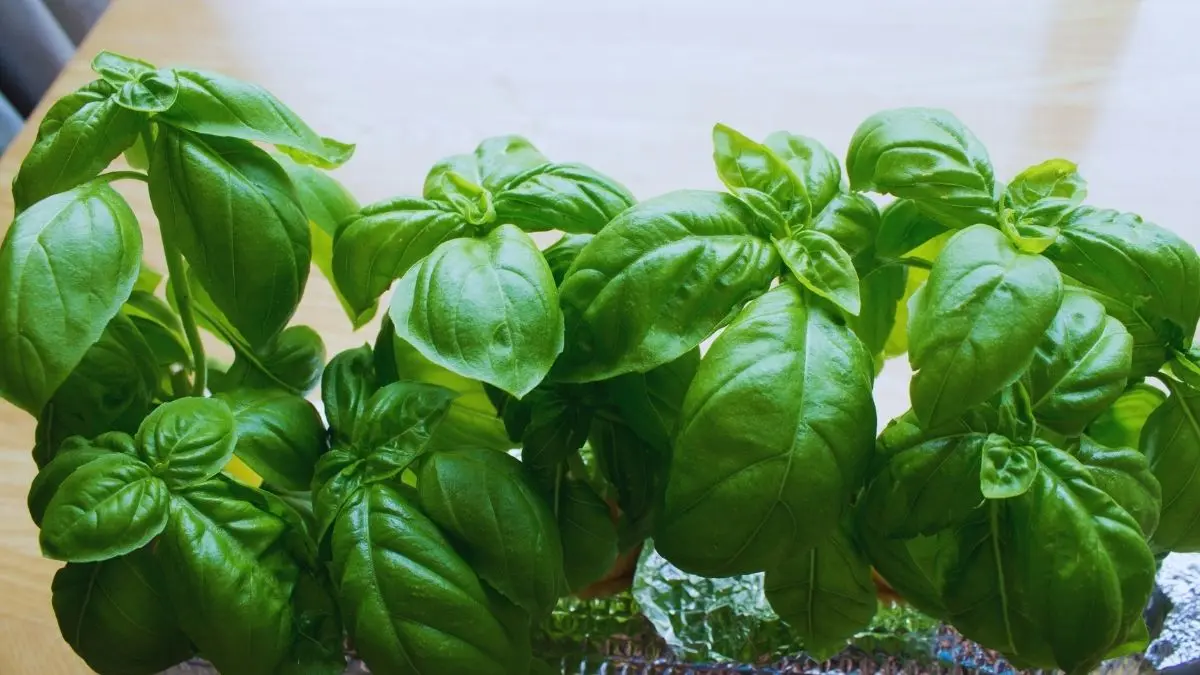 室内で育てられている健康なバジルの管理環境