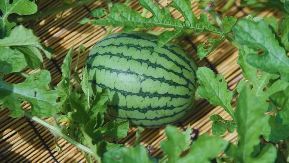家庭菜園で栽培され、葉の間に実を付けたスイカの様子