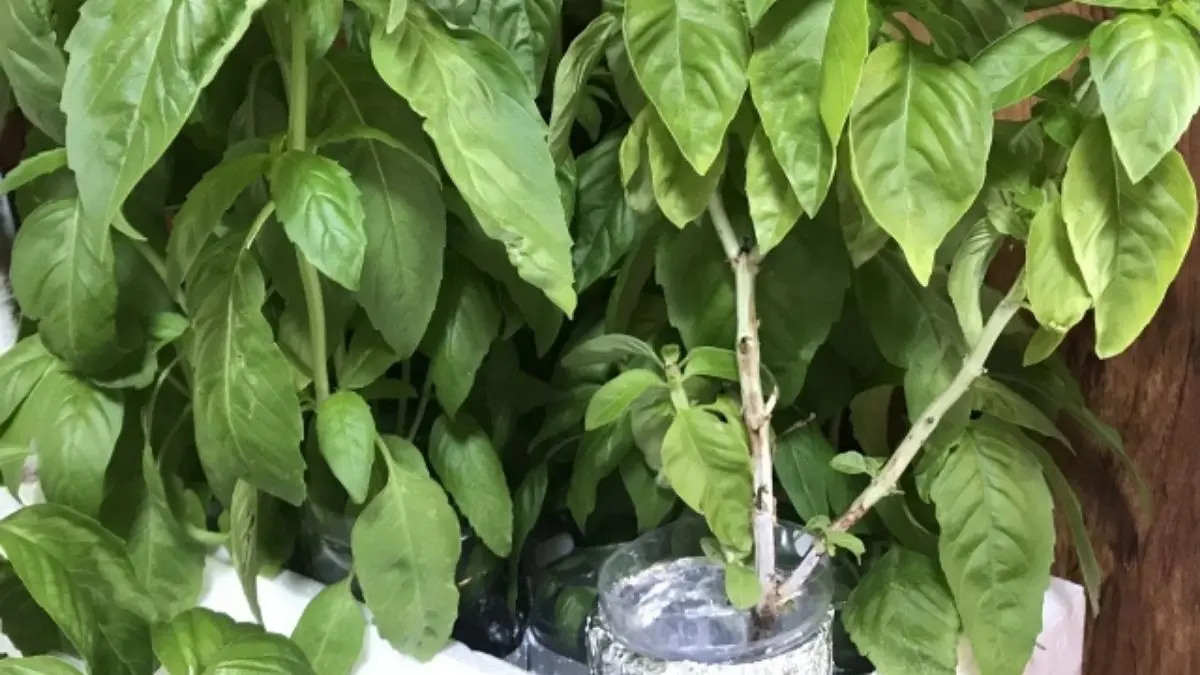 室内で水耕栽培されている元気なバジルの葉の様子