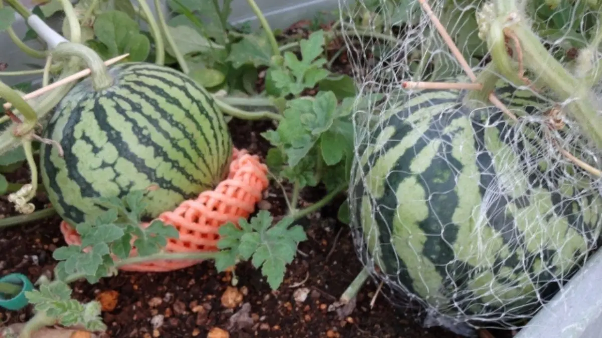 水やりしすぎで根が弱りスイカの株が不安定になる様子