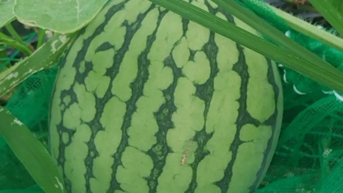 スイカのつるをネットに沿って傷めないように誘引している様子