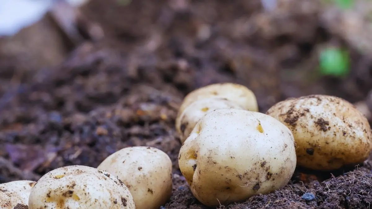 じゃがいも収穫前の畑で土から顔を出したじゃがいもの様子