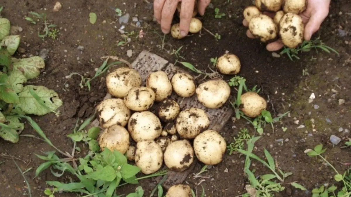 新じゃがの畑を見ながら次の収穫に活かそうと考える日本人女性