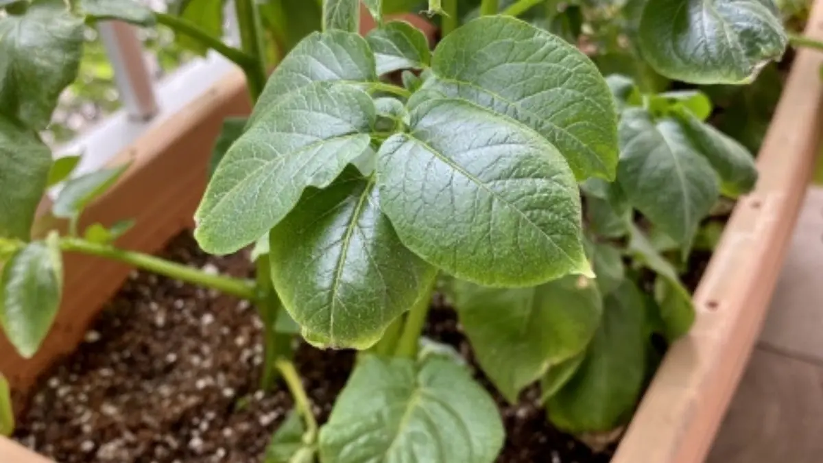 プランターで育てたじゃがいもの生育の様子と栽培判断のポイント