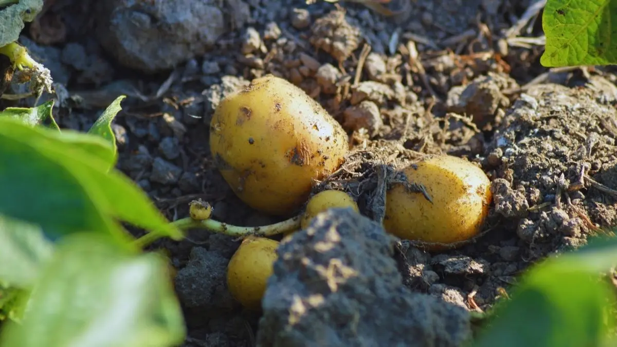 じゃがいも栽培で土の表面に見えてきたじゃがいもの様子