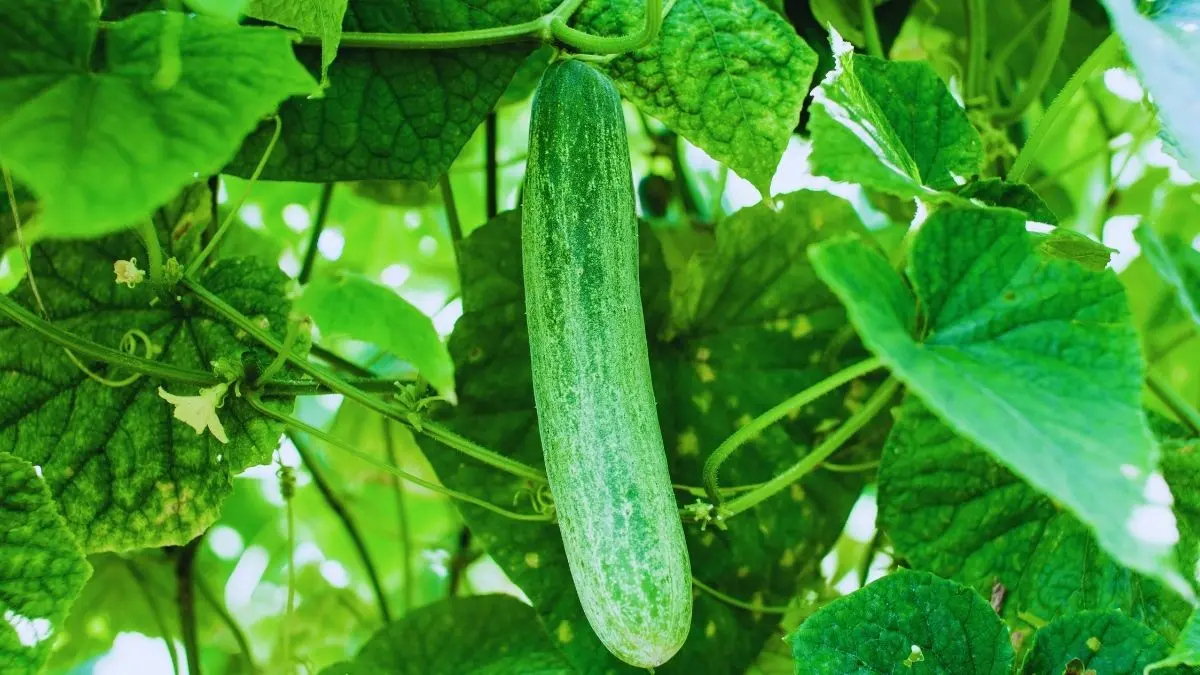 家庭菜園できゅうりを育てている様子 育て方・収穫・トラブル対策をまとめて解説