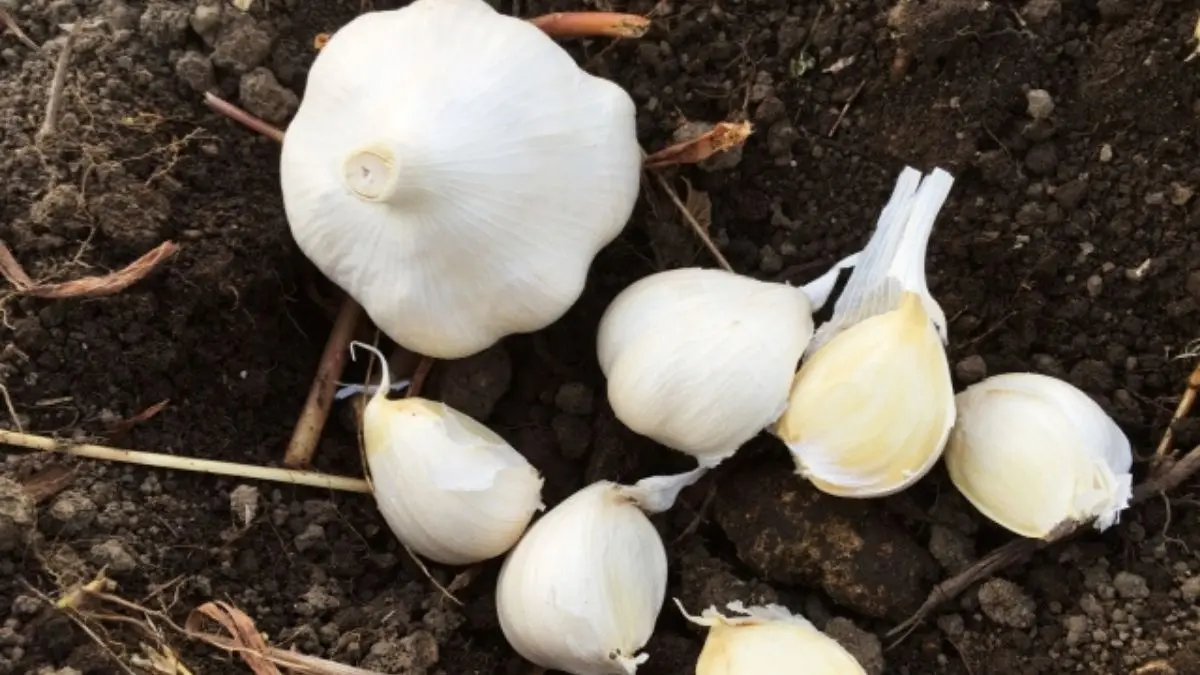 北海道でにんにくを栽培する雪解け直後の畑で、球や根の浮きを確認している様子