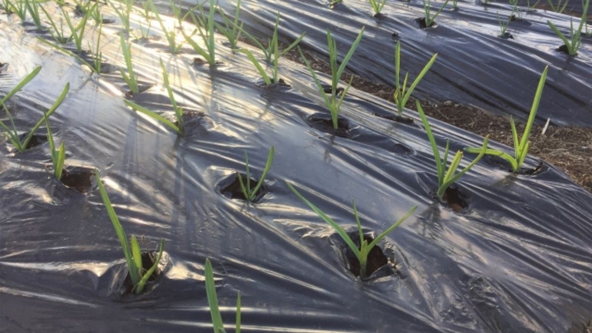 北海道でにんにく栽培の失敗原因を振り返り、翌年に活かすための管理ポイントを解説した図解