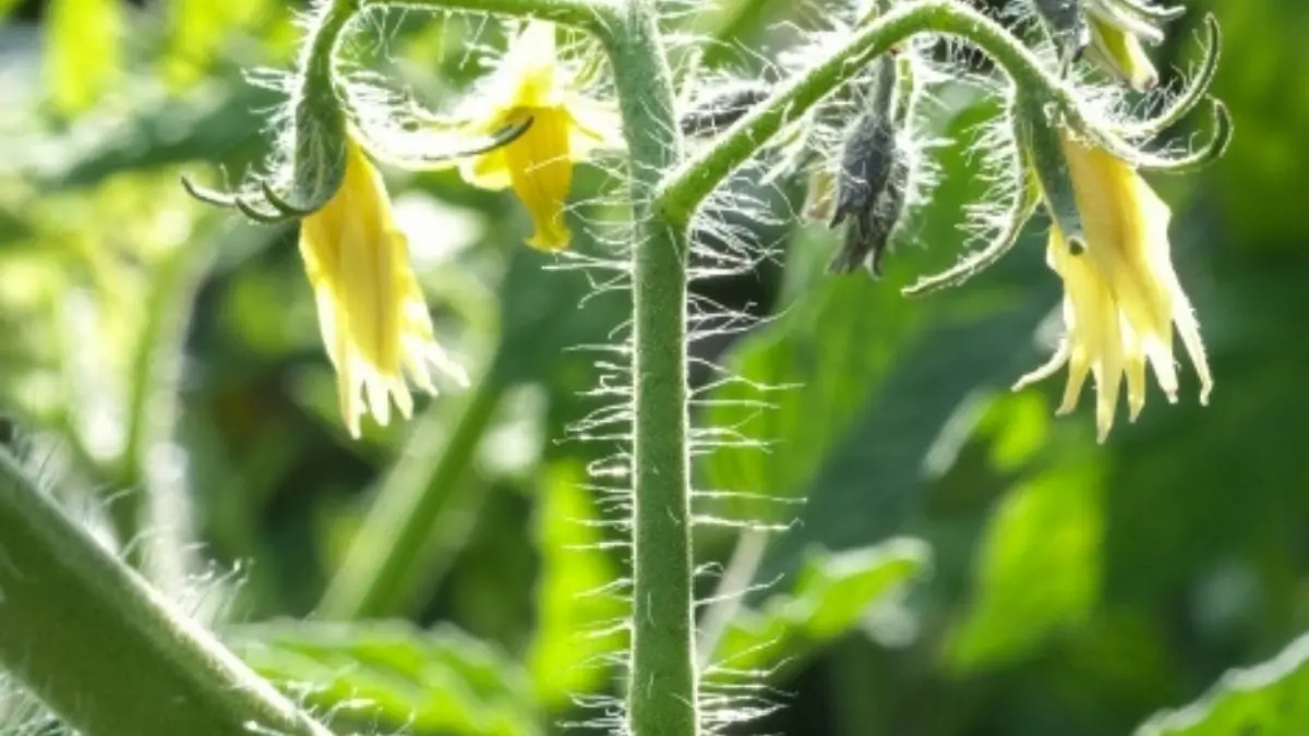 トマトの花が落ちた状態を慌てず観察し原因を見極めている家庭菜園の日本人女性