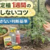 トマトを定植して1週間後の苗の状態を確認し、水やりや環境管理を行う家庭菜園の様子