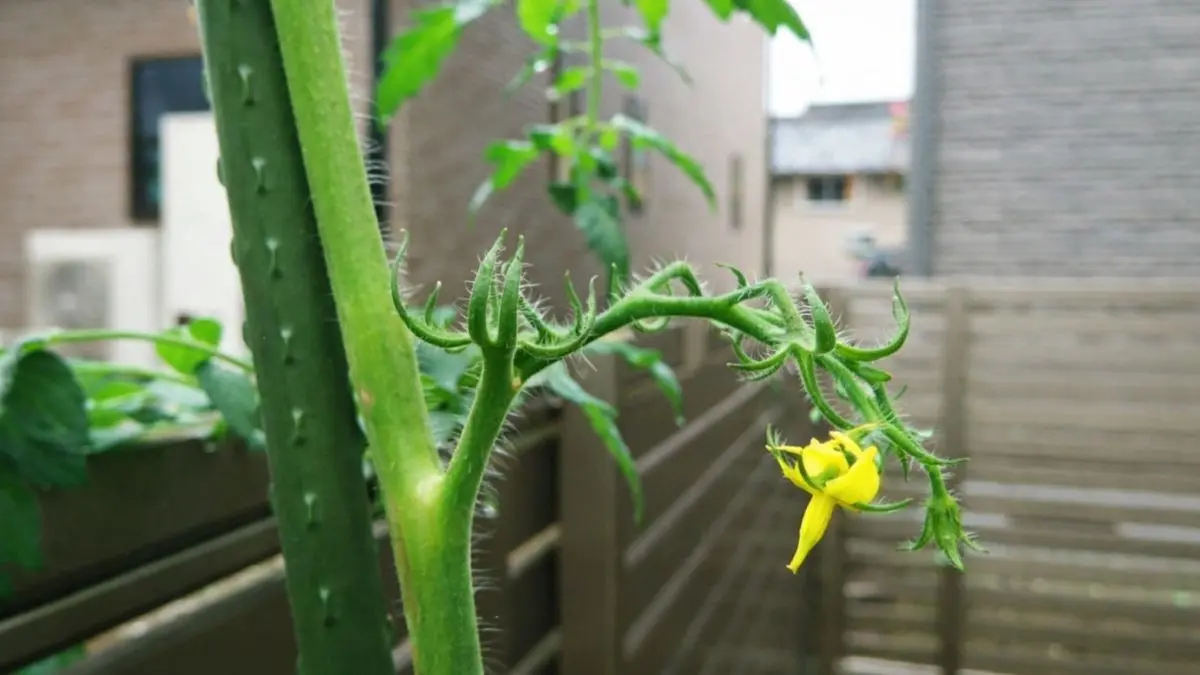 トマトの花は咲いているが実が付いていない状態の家庭菜園トマト