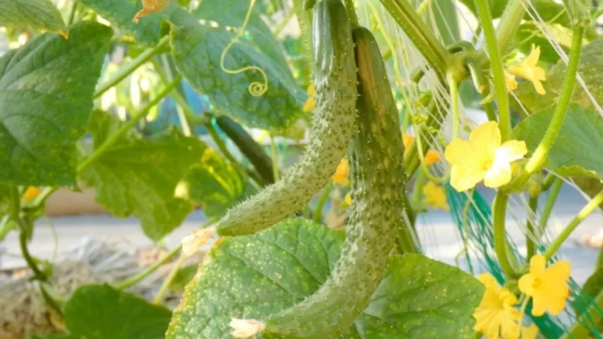 成長期のきゅうりがつるに実を付け、葉と花の状態を確認できる様子